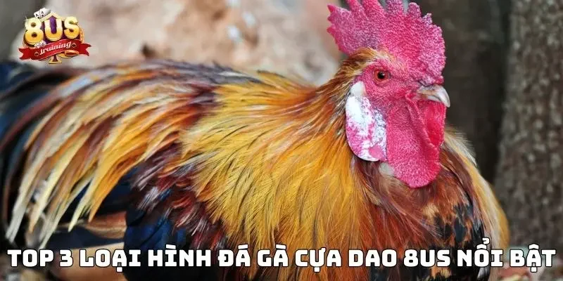 Top 3 loại hình đá gà cựa dao 8US nổi bật