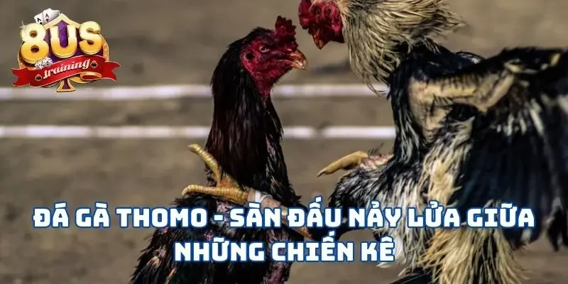 Đá Gà Thomo - Sàn Đấu Nảy Lửa Giữa Những Chiến Kê