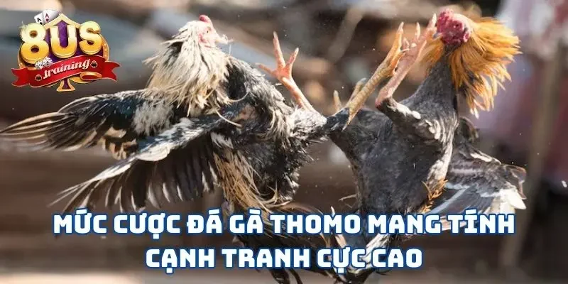 Mức cược đá gà Thomo mang tính cạnh tranh cực cao